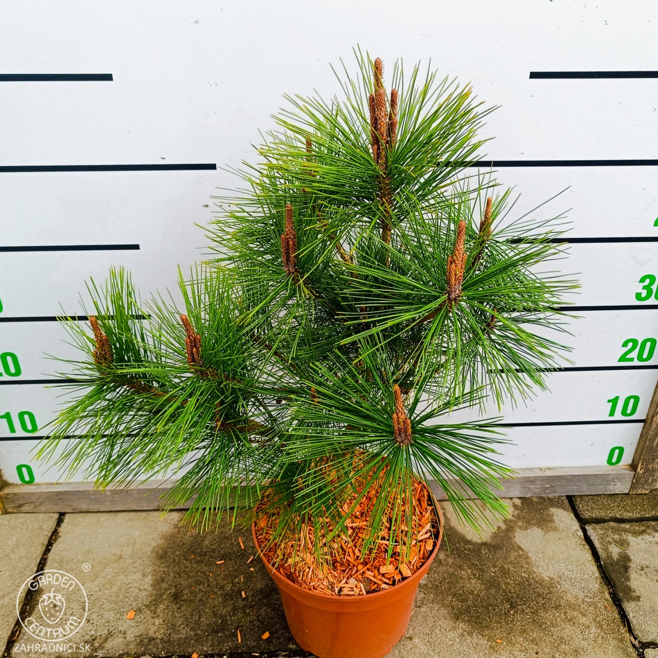Obrázok Borovica hustokvetá (Pinus densiflora) ´UMBRACULIFERA´ - výška 40-60 cm, kont. C5L