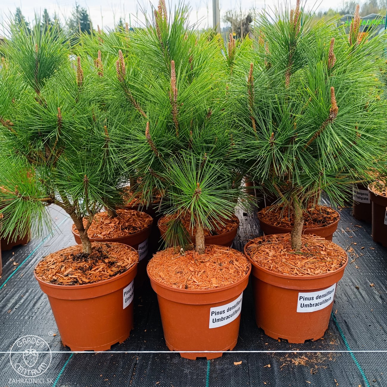 Obrázok Borovica hustokvetá (Pinus densiflora) ´UMBRACULIFERA´ - výška 40-60 cm, kont. C5L
