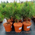 Borovica hustokvetá (Pinus densiflora) ´UMBRACULIFERA´ - výška 40-60 cm, kont. C5L