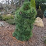 Borovica schwerinova (pinus schwerinii) ´WIETHORST´ - výška 30-40 cm, kont. C5L