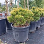 Borovica horská (Pinus mugo) ´WINTERGOLD´ – výška 20-30 cm, ⌀ 30-40 cm, kont. C18L
