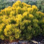 Borovica horská (Pinus mugo) ´WINTERGOLD´ – výška 20-30 cm, ⌀ 30-40 cm, kont. C18L