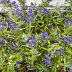 Bradavec klandonský (Caryopteris clandonensis) ´BLUE FOUNTAIN´ - výška 20-30 cm, kont. C2L
