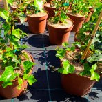 Brečtan popínavý (Hedera helix) - výška 10-20 cm, ⌀10-15 cm, kont. C2L
