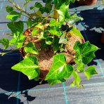 Brečtan popínavý (Hedera helix) - výška 10-20 cm, ⌀10-15 cm, kont. C2L