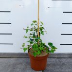 Brečtan popínavý (Hedera helix) - výška 10-20 cm, ⌀10-15 cm, kont. C2L