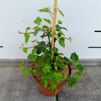 Brečtan popínavý (Hedera helix) - výška 10-20 cm, ⌀10-15 cm, kont. C2L