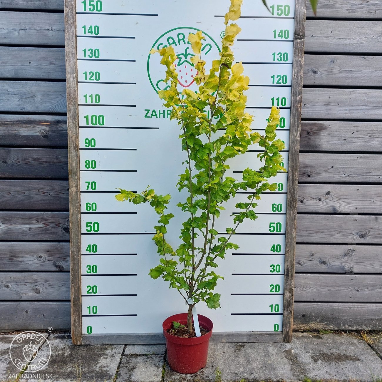 Obrázok Brest holandský (Ulmus hollandica) ´WREDEI´ - výška 110-130 cm, kont. C5L