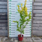 Brest holandský (Ulmus hollandica) ´WREDEI´ - výška 110-130 cm, kont. C5L