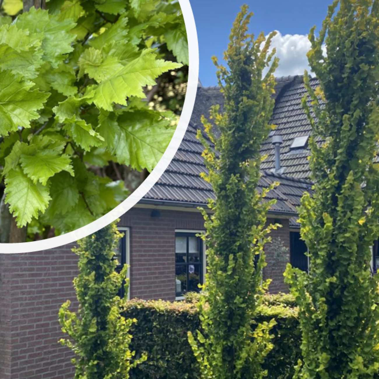 Obrázok Brest holandský (Ulmus hollandica) ´WREDEI´ - výška 110-130 cm, kont. C5L