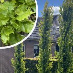 Brest holandský (Ulmus hollandica) ´WREDEI´ - výška 110-130 cm, kont. C5L