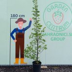 Brest hrabolistý (Ulmus laevis) - výška 180-220 cm, kont. C18L