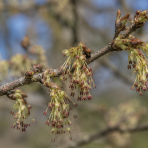 Brest hrabolistý (Ulmus laevis) - výška 180-220 cm, kont. C18L