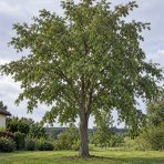 Brest hrabolistý (Ulmus laevis) - výška 180-220 cm, kont. C18L