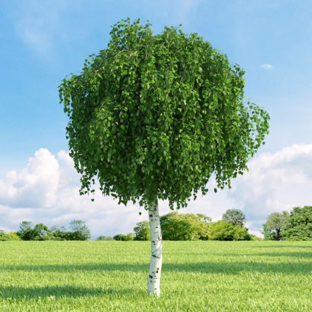 Obrázok Breza previsnutá (Betula Alba pendula) ´MAGICAL GLOBE ´ - výška 120-130 cm, kont. C5L - NA KMIENKU