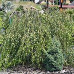 Breza previsnutá (Betula Alba pendula) ´YOUNGII´ - výška 150-180 cm, obvod kmeňa: 8/10 cm, kont. C70L - NA KMIENKU