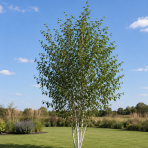 Breza himalájska (Betula utilis) ‘DOORENBOS’ - výška 190-220 cm, kont. C10L - VIACKMENNÁ