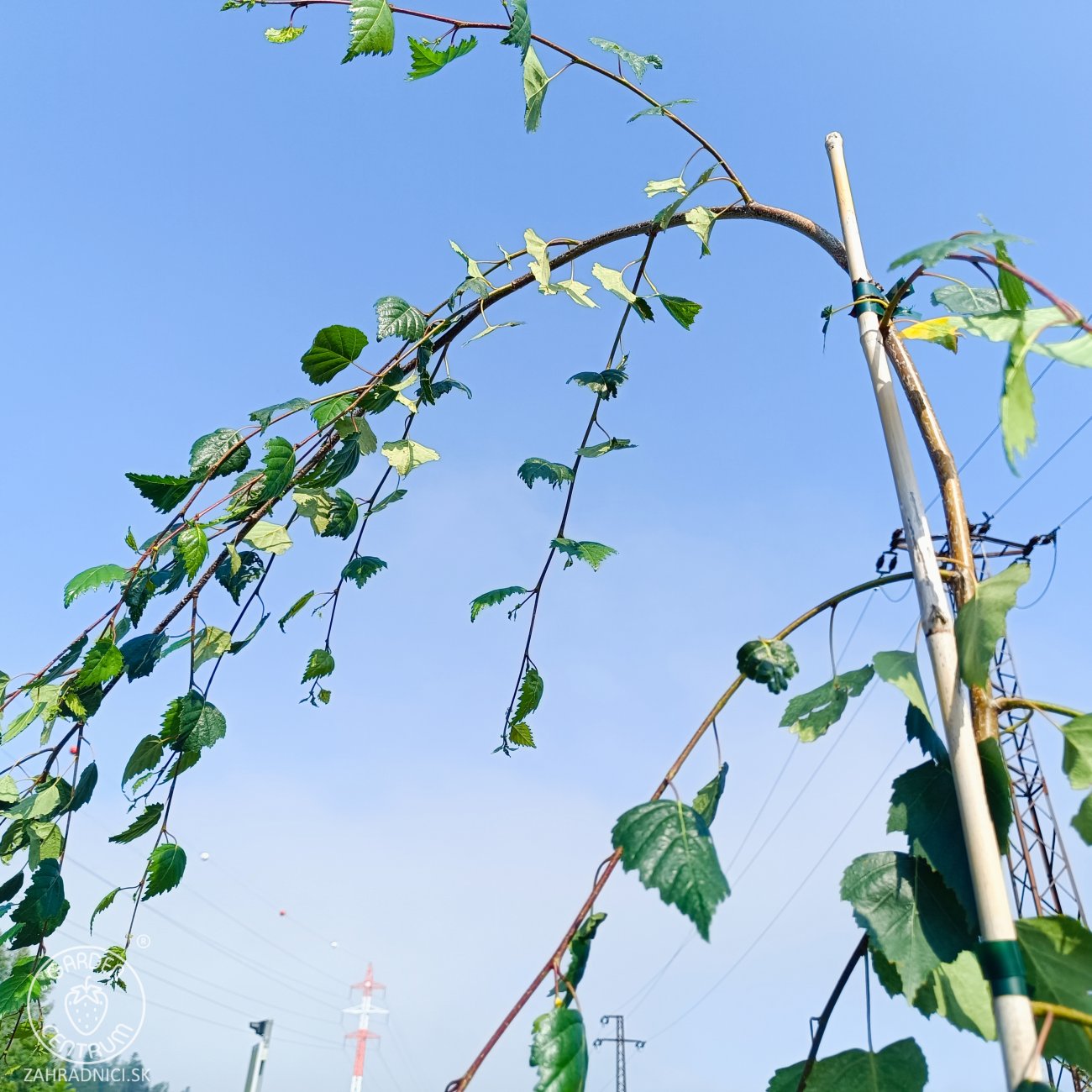 Obrázok Breza previsnutá (Betula Alba pendula) ´YOUNGII´ - výška 200-250 cm, kont. C12L