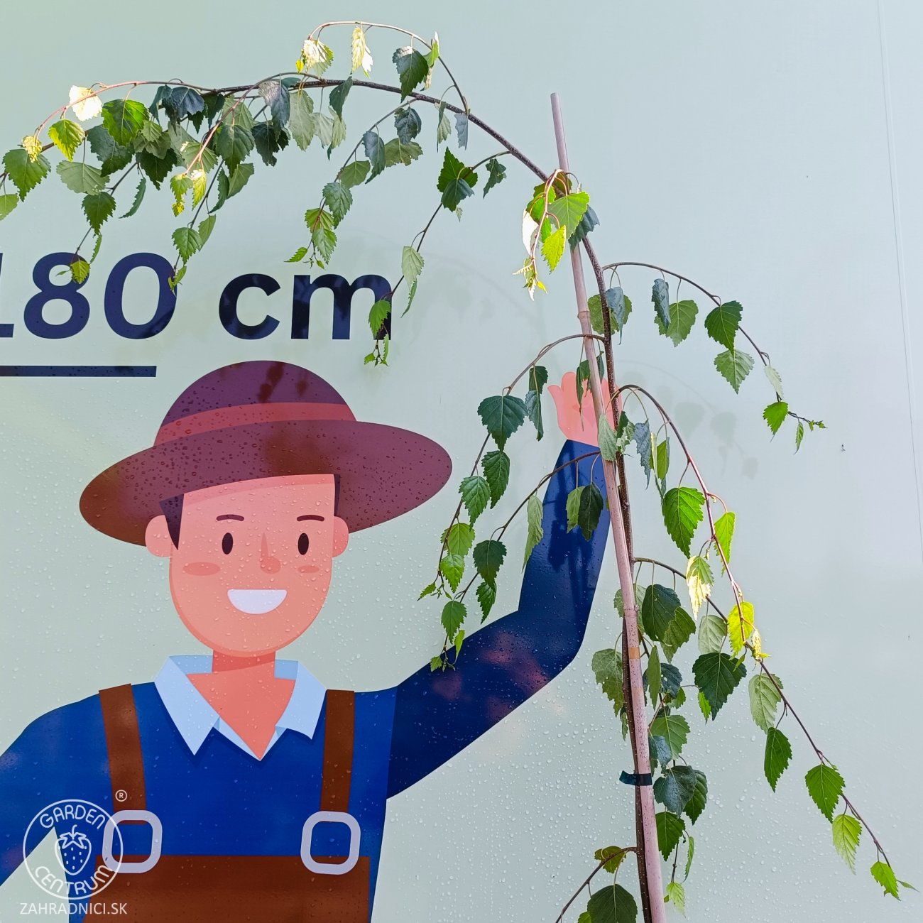 Obrázok Breza previsnutá (Betula Alba pendula) ´YOUNGII´ - výška 200-250 cm, kont. C12L