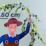 Breza previsnutá (Betula Alba pendula) ´YOUNGII´ - výška 200-250 cm, kont. C12L