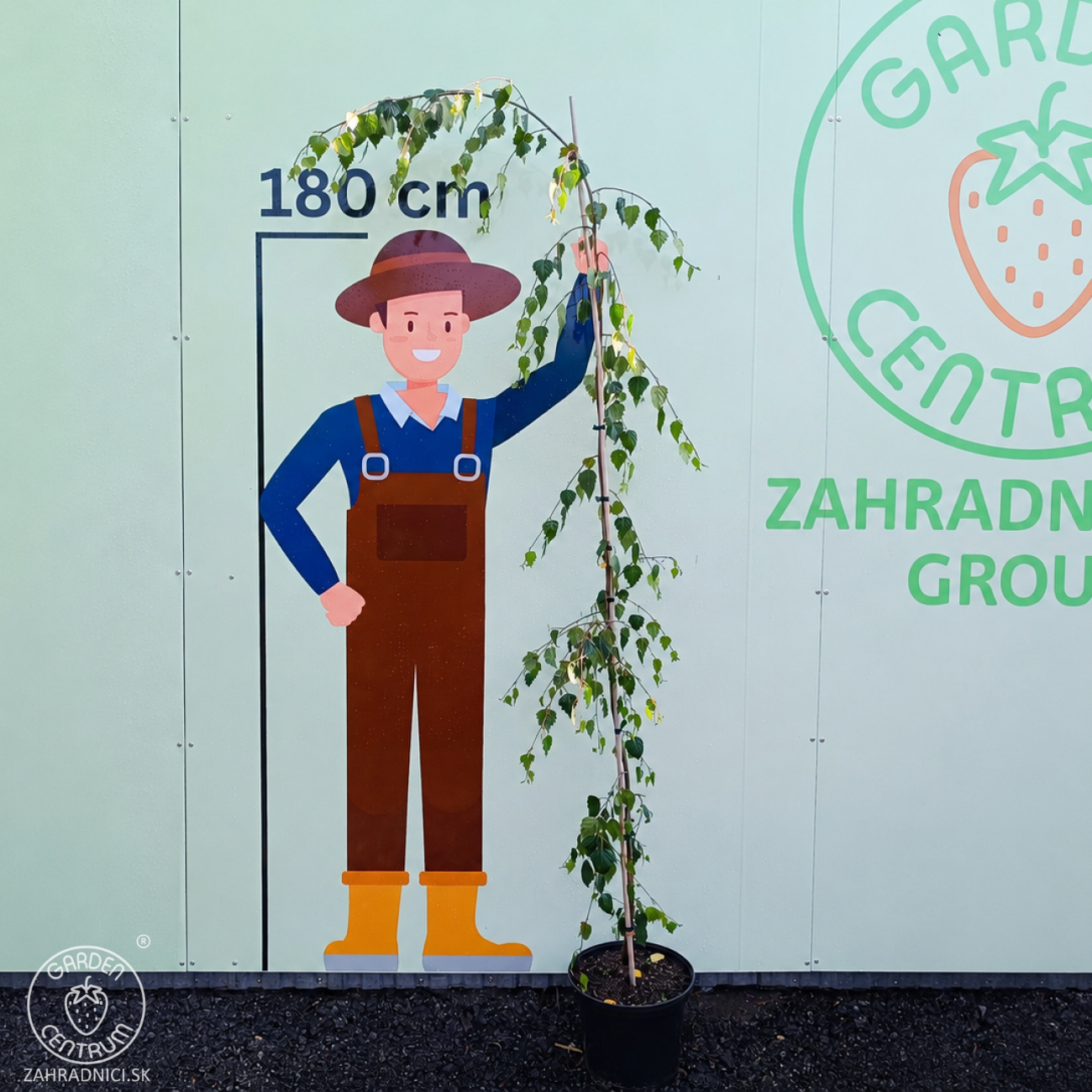 Obrázok Breza previsnutá (Betula Alba pendula) ´YOUNGII´ - výška 200-250 cm, kont. C12L