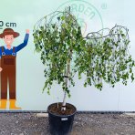 Breza previsnutá (Betula Alba pendula) ´YOUNGII´ - výška 150-180 cm, obvod kmeňa: 8/10 cm, kont. C70L - NA KMIENKU