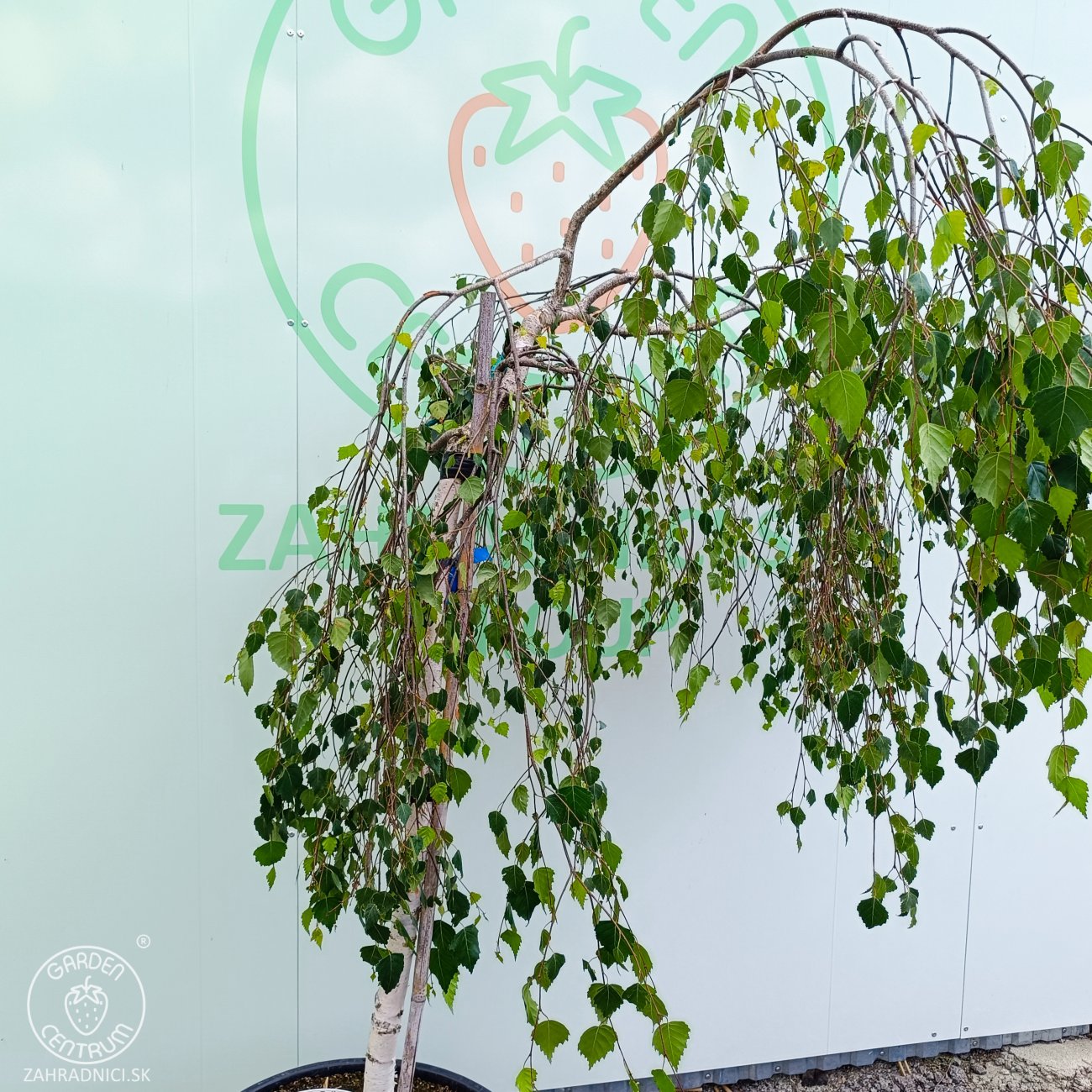 Obrázok Breza previsnutá (Betula Alba pendula) ´YOUNGII´ - výška 150-180 cm, obvod kmeňa: 8/10 cm, kont. C70L - NA KMIENKU