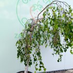 Breza previsnutá (Betula Alba pendula) ´YOUNGII´ - výška 150-180 cm, obvod kmeňa: 8/10 cm, kont. C70L - NA KMIENKU