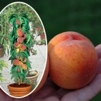 Stĺpovitá broskyňa (Prunus persica) ´AIDA´ - stredne skorá - výška 120-140 cm, kont. C7L