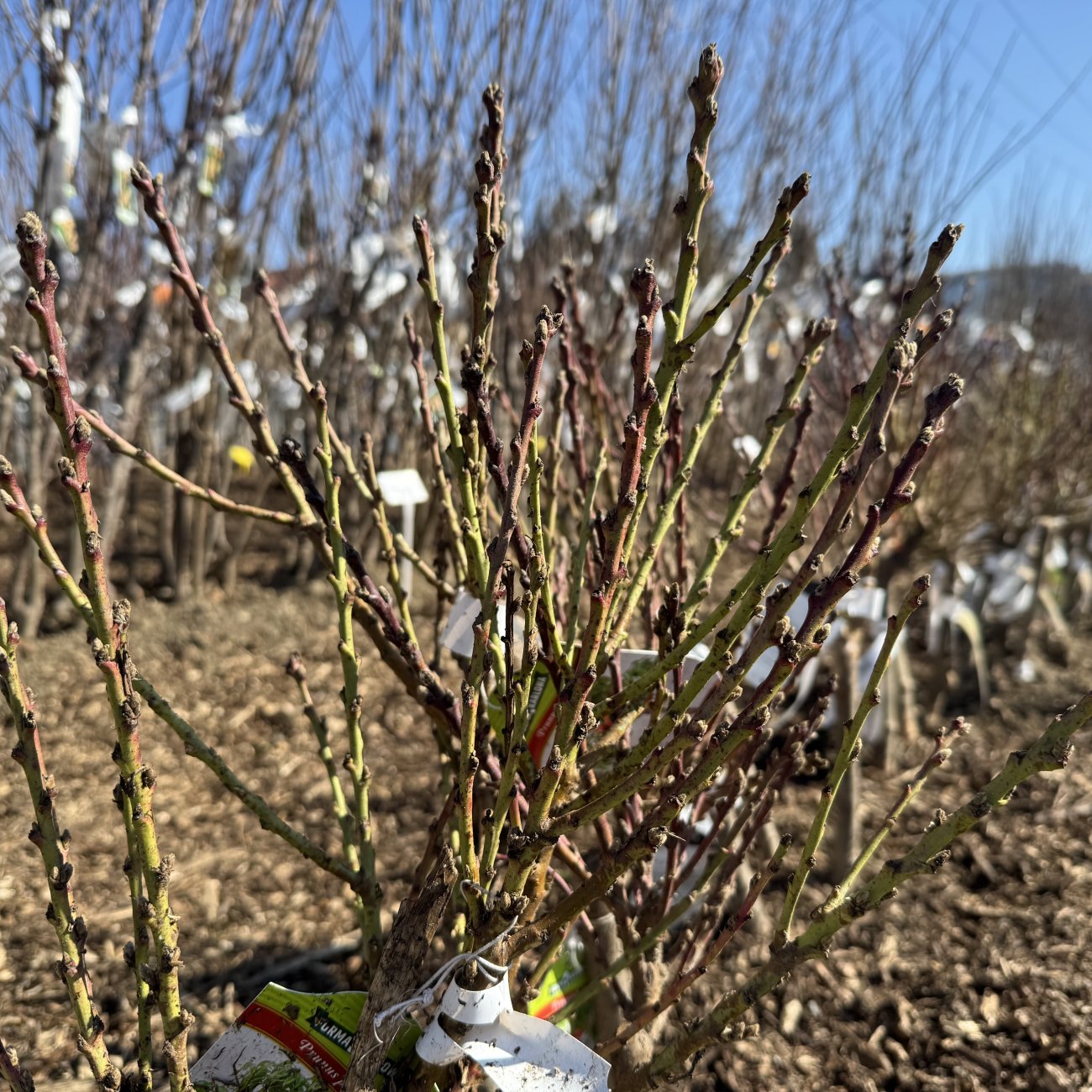 Obrázok Mini nektárinka nízkokmenná (Prunus Nucipersica) ´RUBIS´® - stredne skorá, výška 40-60 cm, voľnokorenná