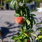 Stĺpovitá broskyňa (Prunus persica) ´AIDA´ - stredne skorá - výška 120-140 cm, kont. C7L