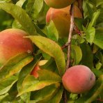 Broskyňa obyčajná (Prunus persica) ´RAKONIEWICKA´ - neskorá, výška 140-160 cm, voľnokorenná