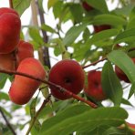 Broskyňa ploská (Prunus Persica) ´SATURN´ - skorá, výška 140-160 cm, voľnokorenná