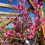 Broskyňa obyčajná (Prunus persica) ´MARIA BIANCA´ - skorá, výška 150-180 cm, obvod kmeňa 4/6 cm, kont. C10L