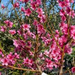 Broskyňa obyčajná (Prunus persica) ´MARIA BIANCA´ - skorá, výška 150-180 cm, obvod kmeňa 4/6 cm, kont. C10L