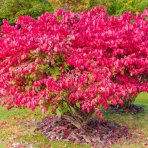 Bršlen krídlatý (Euonymus Alatus) - výška 15-25 cm, kont. C2L 