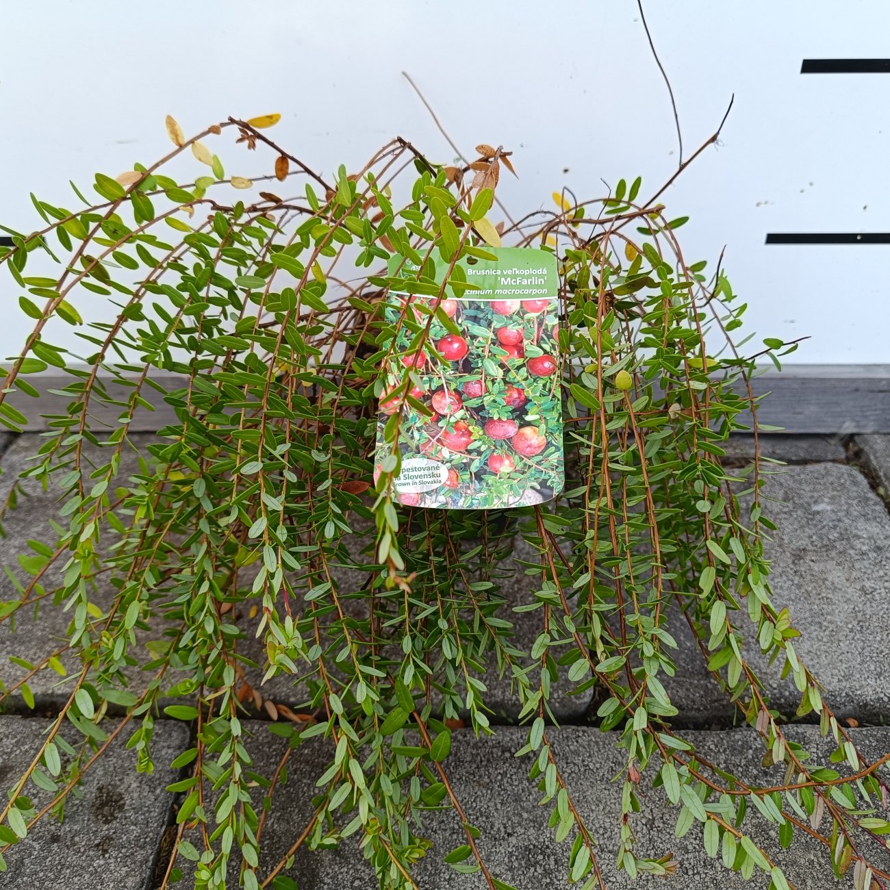 Obrázok Brusnica veľkoplodá (Vaccinium macrocarpon) ´McFarlin´ - stredne skorá, výška 10-15 cm, kont. P11, ∅ 15-20 cm