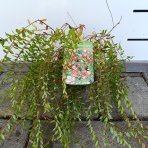 Brusnica veľkoplodá (Vaccinium macrocarpon) ´McFarlin´ - stredne skorá, výška 10-15 cm, kont. P11, ∅ 15-20 cm