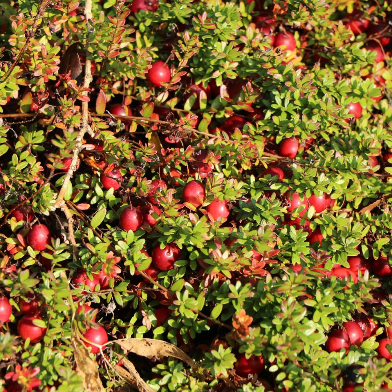 Obrázok Brusnica veľkoplodá (Vaccinium macrocarpon) ´McFarlin´ - stredne skorá, výška 10-15 cm, kont. P11, ∅ 15-20 cm