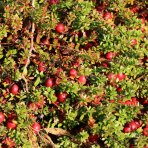 Brusnica veľkoplodá (Vaccinium macrocarpon) ´McFarlin´ - stredne skorá, výška 10-15 cm, kont. P11, ∅ 15-20 cm