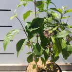 Krásnoplodka Bodinierova (Callicarpa bodinieri var. giraldii) ‘PROFUSION’ - výška 30-40 cm, kont. C2L/C3L