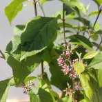 Krásnoplodka Bodinierova (Callicarpa bodinieri var. giraldii) ‘PROFUSION’ - výška 30-40 cm, kont. C2L/C3L
