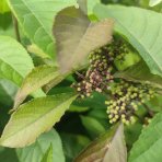Krásnoplodka Bodinierova (Callicarpa bodinieri var. giraldii) ‘PROFUSION’ - výška 30-40 cm, kont. C2L/C3L