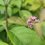 Krásnoplodka Bodinierova (Callicarpa bodinieri var. giraldii) ‘PROFUSION’ - výška 30-40 cm, kont. C2L/C3L