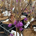 Krásnoplodka Bodinierova (Callicarpa bodinieri var. giraldii) ‘PROFUSION’ - výška 30-40 cm, kont. C2L/C3L