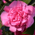 Kamélia japonská (Camellia Japonica) ´TRIUMPHANS´ - výška 20-40 cm, kont. C2L (-10°C)
