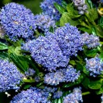 Ceanot (Ceanothus thyrsiflorus) ´SKYLARK´ - výška 20-30 cm, kont. C2L