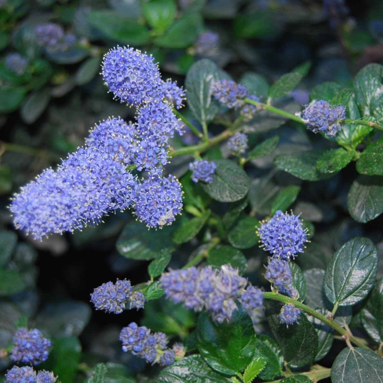 Obrázok Ceanot (Ceanothus thyrsiflorus) ´REPENS´ - výška 50-60 cm, kont. C2L - NA KMIENKU