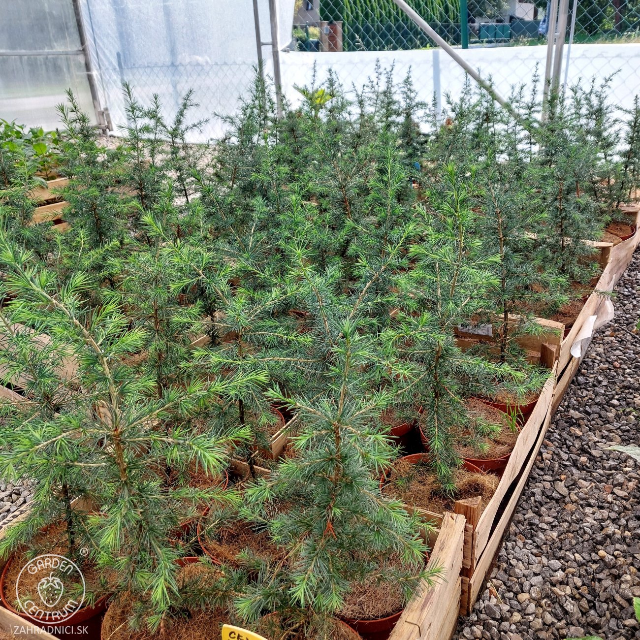 Obrázok Céder atlantský (Cedrus Atlantica) - výška: 30-50 cm, kont. C3L