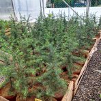 Céder atlantský (Cedrus Atlantica) - výška: 30-50 cm, kont. C3L